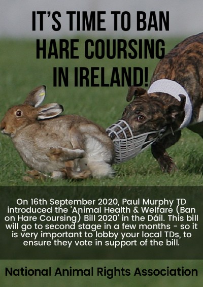 It's Time to Ban Hare Coursing in Ireland (2020) — National Animal Rights  Association | Irish Left Archive
